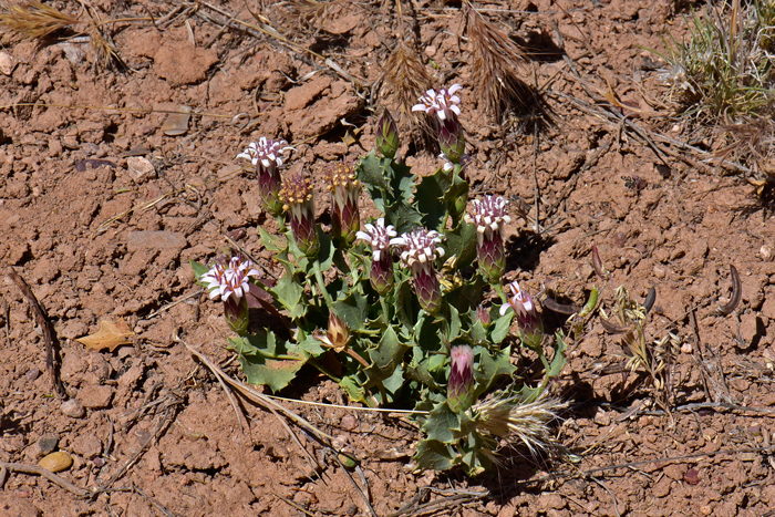 Dwarf Desertpeony is found in lower to middle deserts, desert scrub or chaparral communities, mesas, slopes, usually under bushes, gravel, Sandstone and heavy clay or caliche soils. It is native to the southwestern U. S. and Mexico and is relatively rare found only in AZ, NM and TX. Acourtia nana 